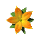 yellow flower opening and cloasing