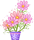 dancing pot of oink flowers