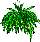 green and yellow bush